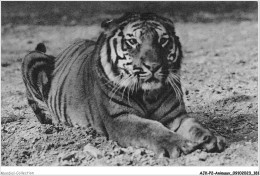 AJKP2-0204 - ANIMAUX - UN TIGRE DU BENGALE  - Tigers