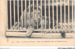 AJKP2-0179 - ANIMAUX - PARIS - AU JARDIN DES PLANTES - DESTA - LION D'ABYSSINIE - DON DU PRESIDENT CARNOT  - Leones