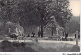 AJKP2-0166 - ANIMAUX - LES GIRAFES SUR LEUR PLATEAU  - Girafes