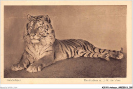 AJKP2-0139 - ANIMAUX - SUNDAFIGER  - Tiger