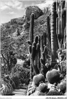 AJDP10-MONACO-1052 - MONTE-CARLO - Un Coin Des Jardins Exotiques  - Giardino Esotico