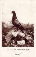 ANIMAUX ET FAUNE - C'est Mon Dernier Pigeon Raynal - Carte Postale Ancienne - Birds