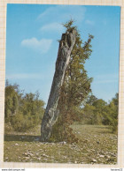 8AK3389 ENVIRONS  DE LIVERNON LE MENHIR TRES TYPIQUE DE BELINAC 2 SCANS - Livernon