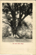 ** T2/T3 Bikszádfürdő, Baile Bicsad, Bixad; Stejarul De O Mie De Ani / Az Ezer éves Tölgy / 1000 Year Old Oak Tree (non  - Non Classés