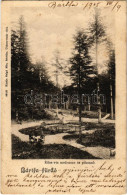 T2/T3 1905 Bártfa-fürdő, Bardejovské Kúpele, Bardiov, Bardejov; Édes-víz Medence és Pihenő. Salgó Mór Kiadása / Spa Park - Ohne Zuordnung