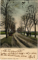 * T3 1908 Uhersky Ostroh, Magyarsárvár, Ungarisch Ostra; Piseker Allee / Promenade, Bicycle (Rb) - Non Classés