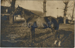 ** T2/T3 Radauti, Radóc, Radautz (Bukovina, Bucovina, Bukowina); Pepinierehengste Aus Dem K. K. Staatsgestüte. Doge Engl - Sin Clasificación