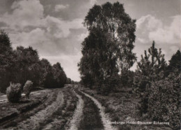 83545 - Lüneburger Heide - Einsamer Birkenweg - Ca. 1965 - Lüneburger Heide