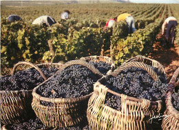 Vignes - Scènes De Vendanges - Carte Feeling - CPM - Voir Scans Recto-Verso - Vignes