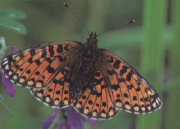 SCHMETTERLINGE Tier Vintage Ansichtskarte Postkarte CPSM #PBS439.DE - Mariposas