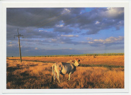 Postal Stationery Cuba Cow - Electricity Pole - Farm