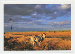 Postal Stationery Cuba Cow - Electricity Pole - Boerderij