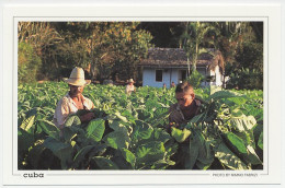 Postal Stationery Cuba Cigar - Tobacco Field - Tabacco