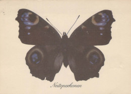 BUTTERFLIES Animals Vintage Postcard CPSM #PBS436.GB - Butterflies