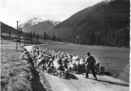 Bon LOT De 30 Cartes GF AGRICULTURE Elevage - ANIMAUX De La FERME :dont 20 Dentelées Chevaux Anes Vaches Moutons ... - 5 - 99 Karten