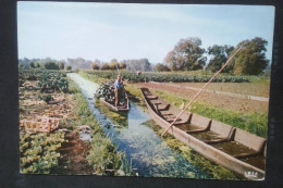 ► Amiens - Somme Hortillonnages - Camon Maraicher - Cultures