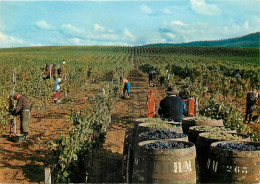 Vignes - Scènes De Vendanges - Les Vendanges Dans Le Jura - Arbois - Domaine Françoise De Montfort - CPM - Carte Neuve - - Vignes