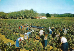 CPM - FRANCE - PACA - Vendanges Provençales - Provence-Alpes-Côte D'Azur