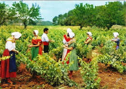 CPM - FRANCE - PACA - Cotes De Provence - L'écimage Des Vignes - Provence-Alpes-Côte D'Azur