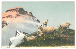 CPA Suisse Auf Hoher Alp Sur L'alpe  Troupeau De Chèvres - Au