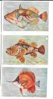 BT05 - IMAGES CIGARETTES REEMTSMA - POISSONS - Otras Marcas