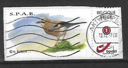 Fauna Bird Oiseau Vogel Gaai ?  Buzin - Other & Unclassified