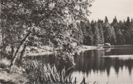 3797 - Seeufer Im Wald - Ca. 1965 - Landkarten
