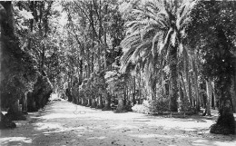 Algerie  Sidi Bel Abbès  Jardin Public  23 (scan Recto Verso) KEVREN619 - Sidi-bel-Abbès