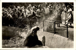 München Tierpark Hellabrunn - Walross Mimi - Muenchen