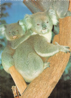 AUSTRALIE KOALA - Altri & Non Classificati