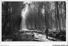 AJHP10-REGION-0857 - PAYS LANDAIS - Clairière Avec Moutons - Aquitaine