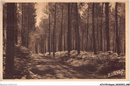 AJHP10-REGION-0846 - PAYSAGES LANDAIS - Chemin Muletier Entre Pins Et Fougères - Aquitaine