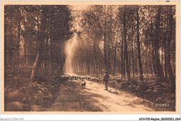 AJHP10-REGION-0834 - La Route Landaise - Aquitaine