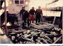 AJJP2-0174 - METIER - CONCARNEAU - DEBARQUEMENT DU THON  - Pêche