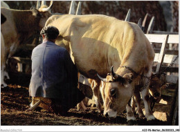 AJJP6-0581 - METIER - SCENE PASTORALE DANS L'AUBRAC - LA TRAITE DES VACHES  - Paysans