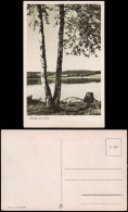 Ansichtskarte  Stimmungsbild Natur "Birke Am See" 1950 - Ohne Zuordnung