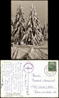 Ansichtskarte  Oberharz (Allgemein) Winter Im Harz, Verschneite Tannen 1958 - Ohne Zuordnung