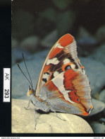 AK293, AK Nicht Gelaufen, Ecke Angestoßen, Schmetterling, Großer Schillerfalter - Butterflies