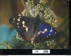 AK298, AK Nicht Gelaufen, Ecke Angestoßen, Schmetterling, Blauschiller - Butterflies