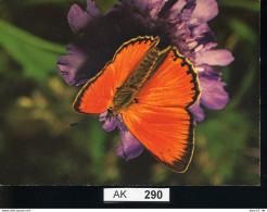 AK290, AK Nicht Gelaufen, Ecke Angestoßen, Schmetterling, Dukatenfalter - Schmetterlinge