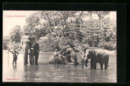 AK Ceylon, Arbeits-Elefanten Mit Besitzern Beim Bad  - Elefantes