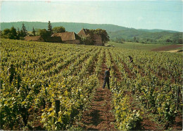 Vignes - Scènes De Vendanges - Les Vendanges Dans Le Jura - Arbois - Domaine De Sorbief - CPM - Voir Scans Recto-Verso - Vignes