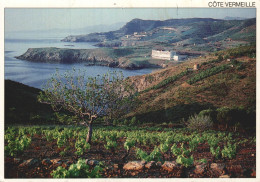 66 LE CAP PEYREFITE AU FOND CERBERE - Cerbere