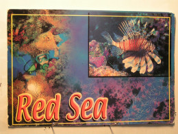 Animaux & Faune > Poissons - Red Sea - Fish & Shellfish