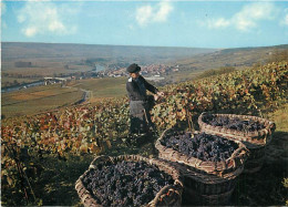 Vignes - Champagne - Scènes De Vendanges - CPM - Voir Scans Recto-Verso - Vignes