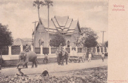 Working Elephant éléphants Bangkok ? Siam Thaïlande Thailand - Thailand