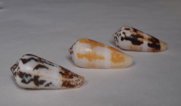 Conus Magus (trois) - Seashells & Snail-shells