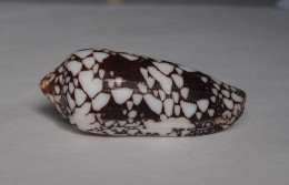 Conus Episcopatus - Muscheln & Schnecken