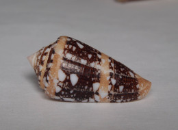 Conus Ammiralis - Coquillages