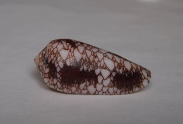 Conus Omaria - Muscheln & Schnecken